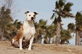 AMSTAFF ADULT 196